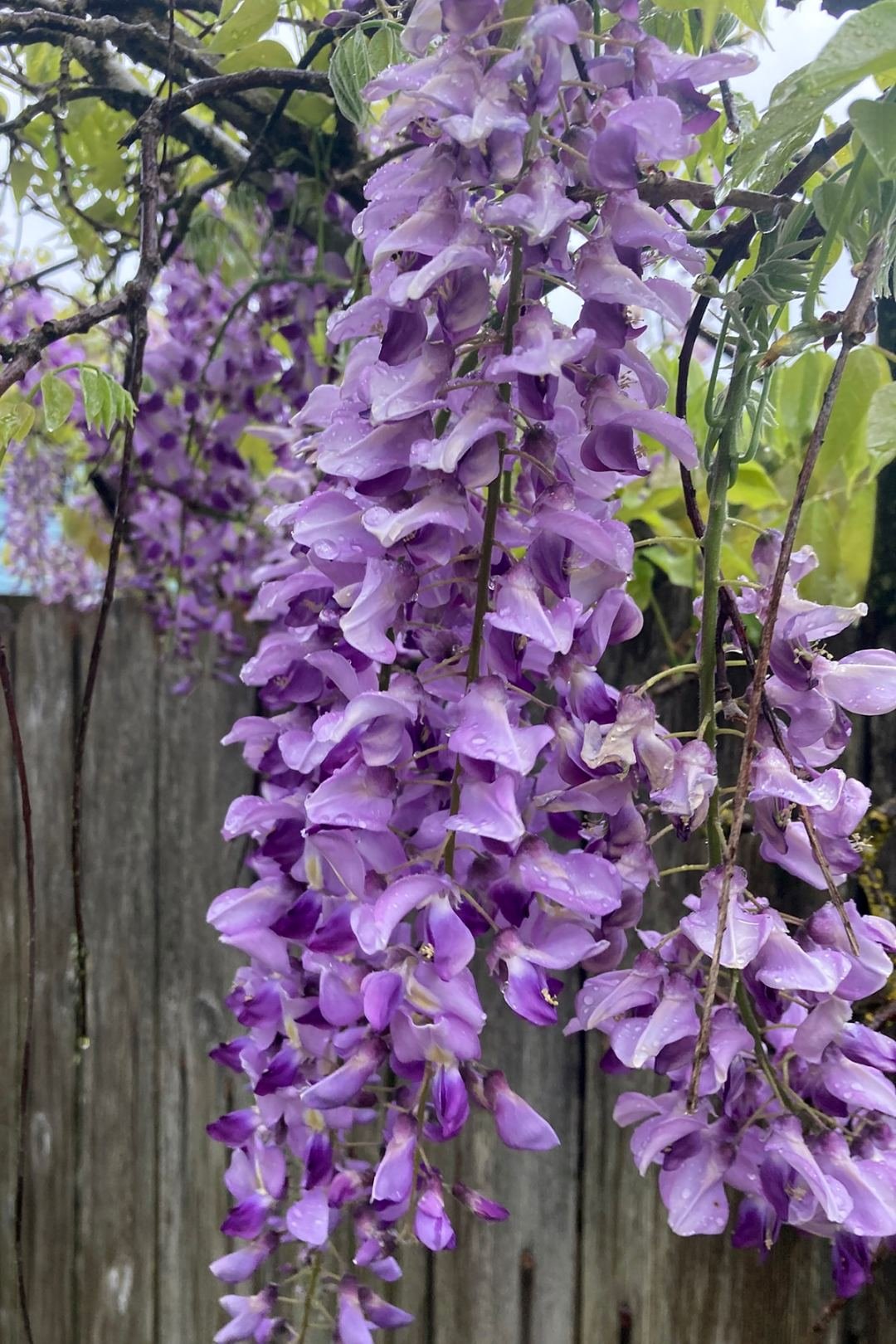 dennis7dees-purple-wisteria-vine-flowers