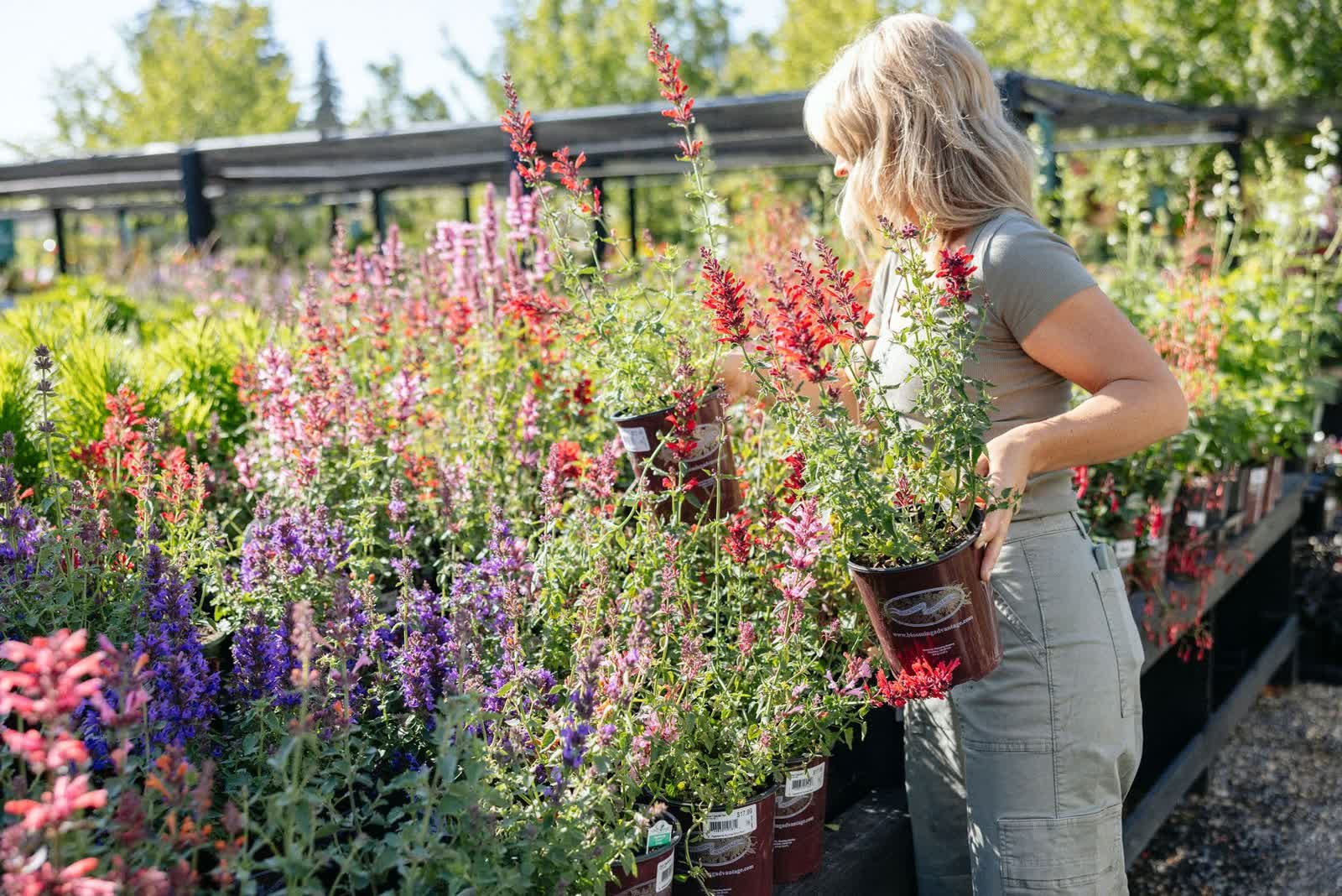 The Best Summer Flowers: Design & Care Tips for Endless Blooms