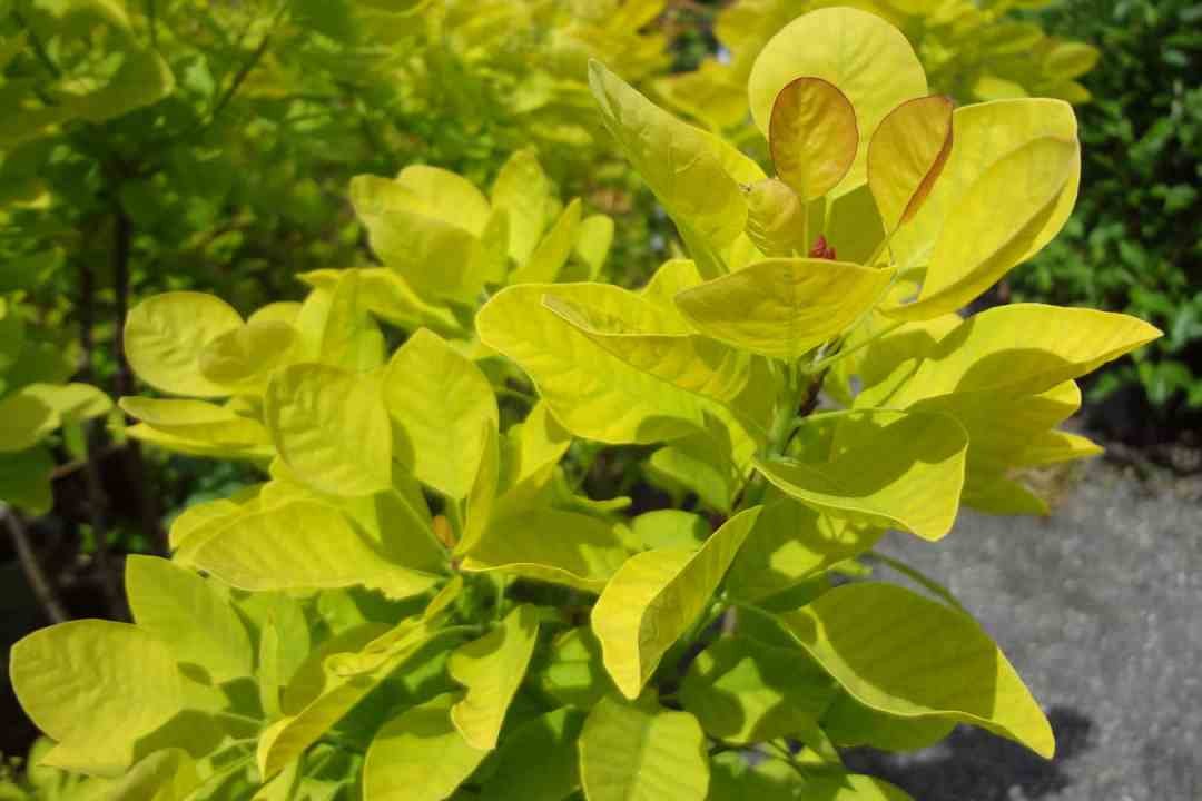 purple red cotinus foliage