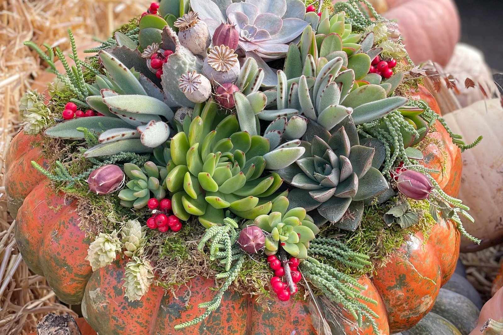 How to Create a DIY Succulent Pumpkin