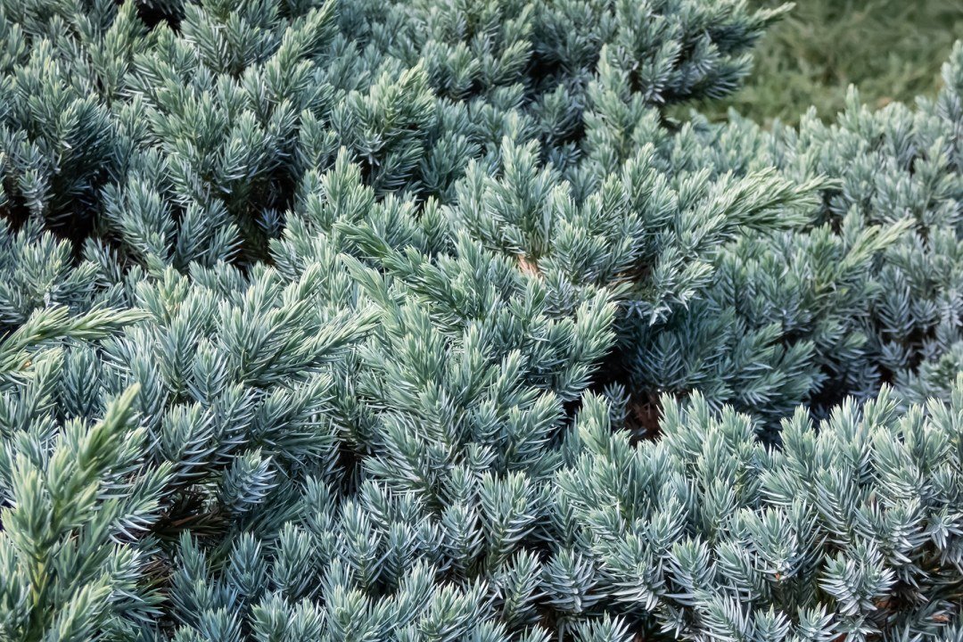 Blue Star Juniper conifer foliage