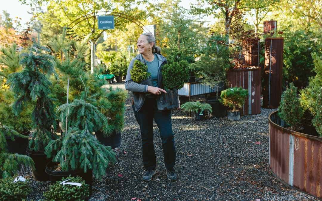 Dennis' 7 Dees Vancouver Garden Center Fall 2024 Dwarf Conifers