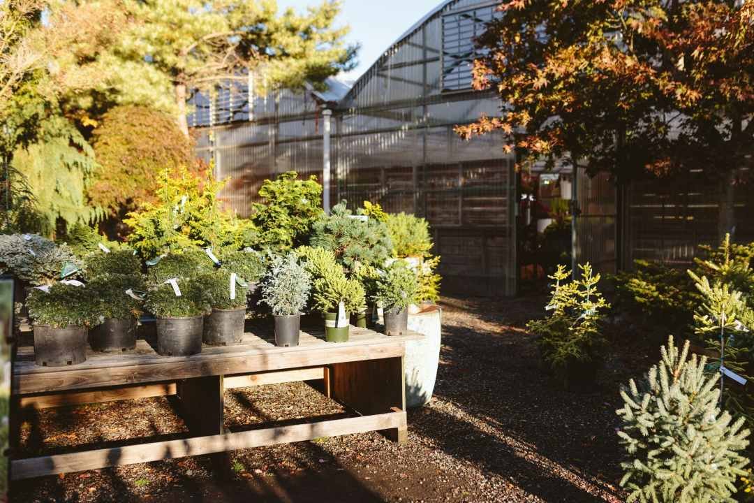 Dennis' 7 Dees Vancouver Garden Center Fall 2024 Dwarf Conifers Dennis' 7 Dees Vancouver Garden Center Fall 2024 Dwarf Conifers
