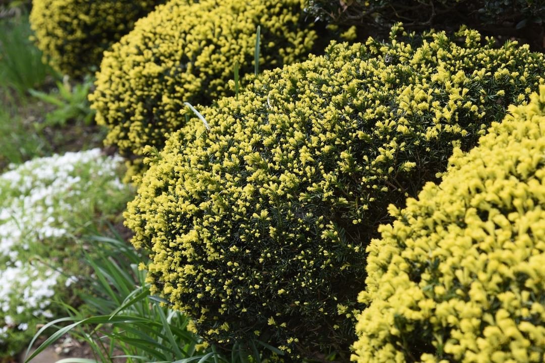 Round,Pruned,Dwarf,Japanese,Yew.,Taxaceae,Evergreen,Shrub.