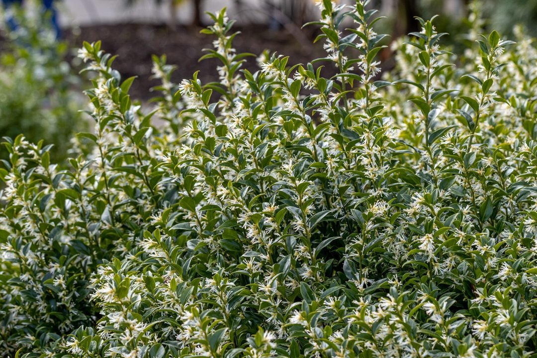 Mass,Of,Scented,Sarcococca,Confusa,Flowers,In,Winter