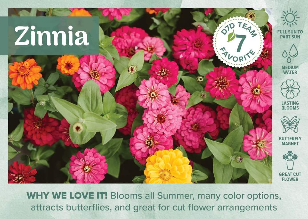 D7D Fav Plant Bench Sign & Graphic - Annual Colorful Zinnias blooming in August at a Dennis' 7 Dees Garden Center