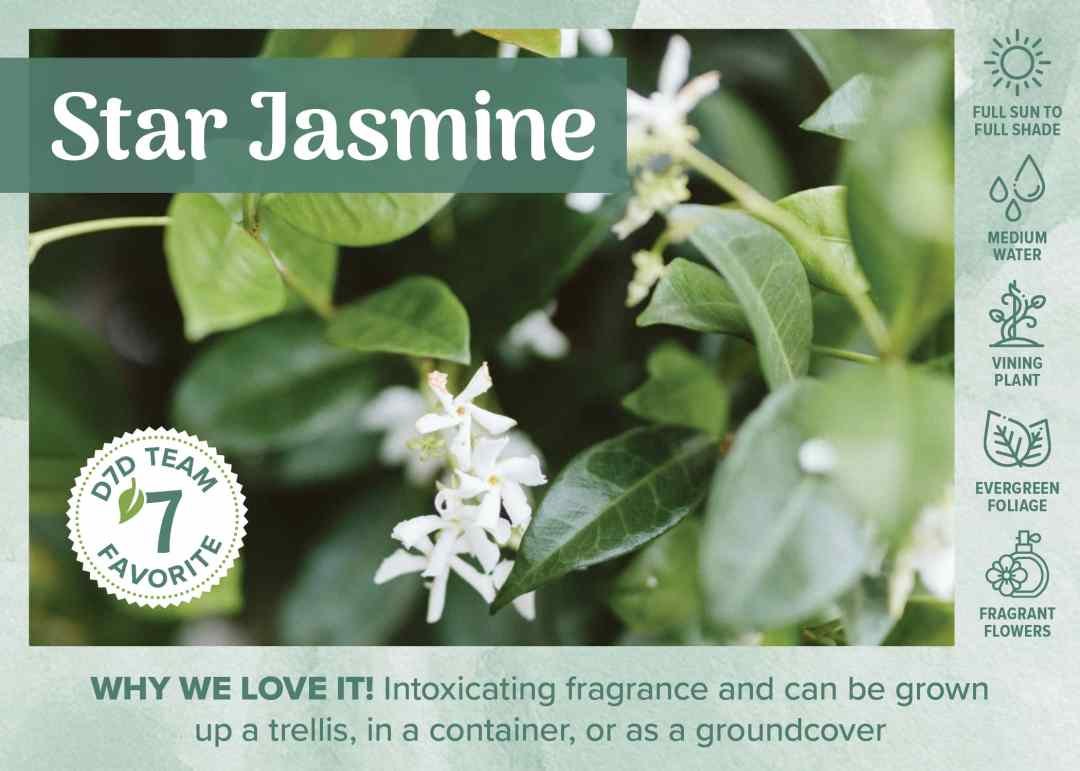 D7D Fav Plant Bench Sign & Graphic - Fragrant Star Jasmine flowers