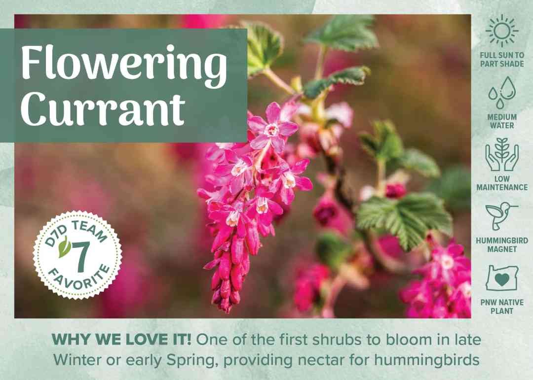 D7D Fav Plant Bench Sign & Graphic - Native red flowering currant