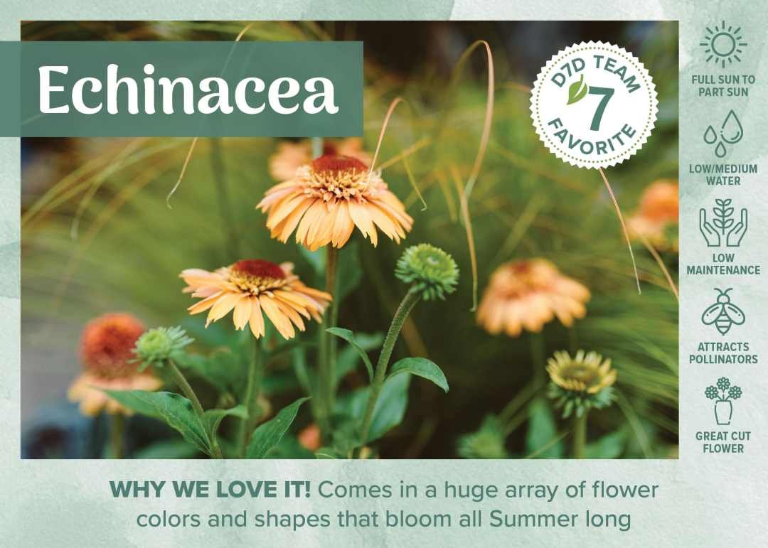 D7D Fav Plant Bench Sign & Graphic - Perennial Supreme Cantaloupe Echinacea Coneflower