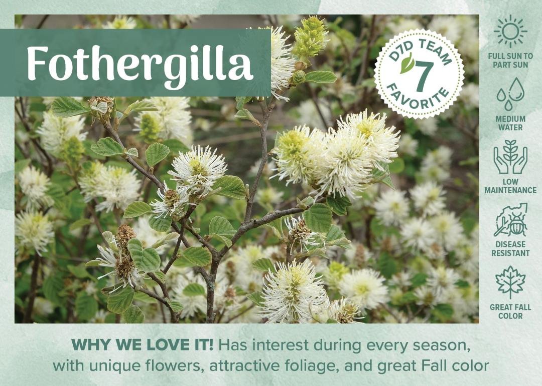 D7D Fav Plant Bench Sign & Graphic - Shrub flowering Mountain Witch Alder or Fothergilla
