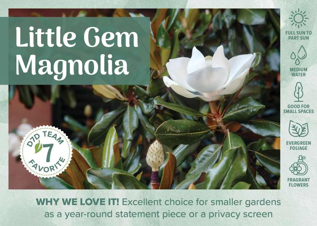 D7D Fav Plant Bench Sign & Graphic - Tree little gem magnolia evergreen tree blooming