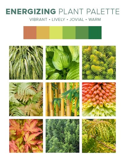 Modern Plant Palettes - Energizing
