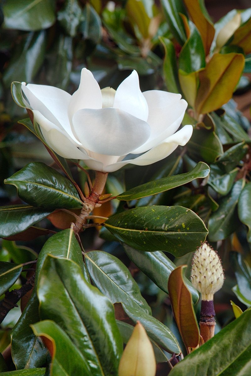 Closeup,View,Of,Magnolia,Tree,Flower little gem magnolia evergreen tree blooming