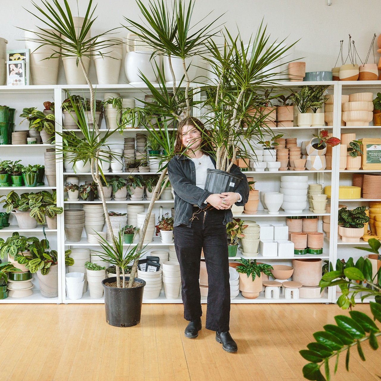 The 7 Best Houseplants & Our Favorite Varieties for 2025