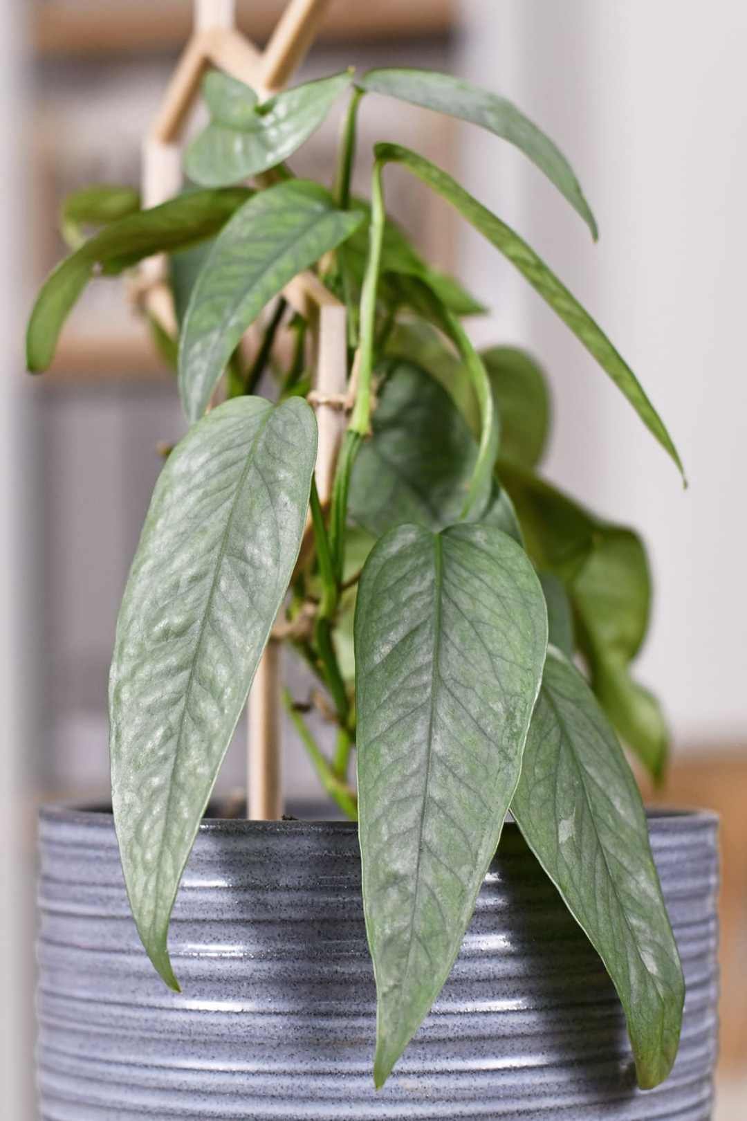 Tropical,'epipremnum,Pinnatum,Cebu,Blue',Houseplant,With,Silver-blue,Leaves,In