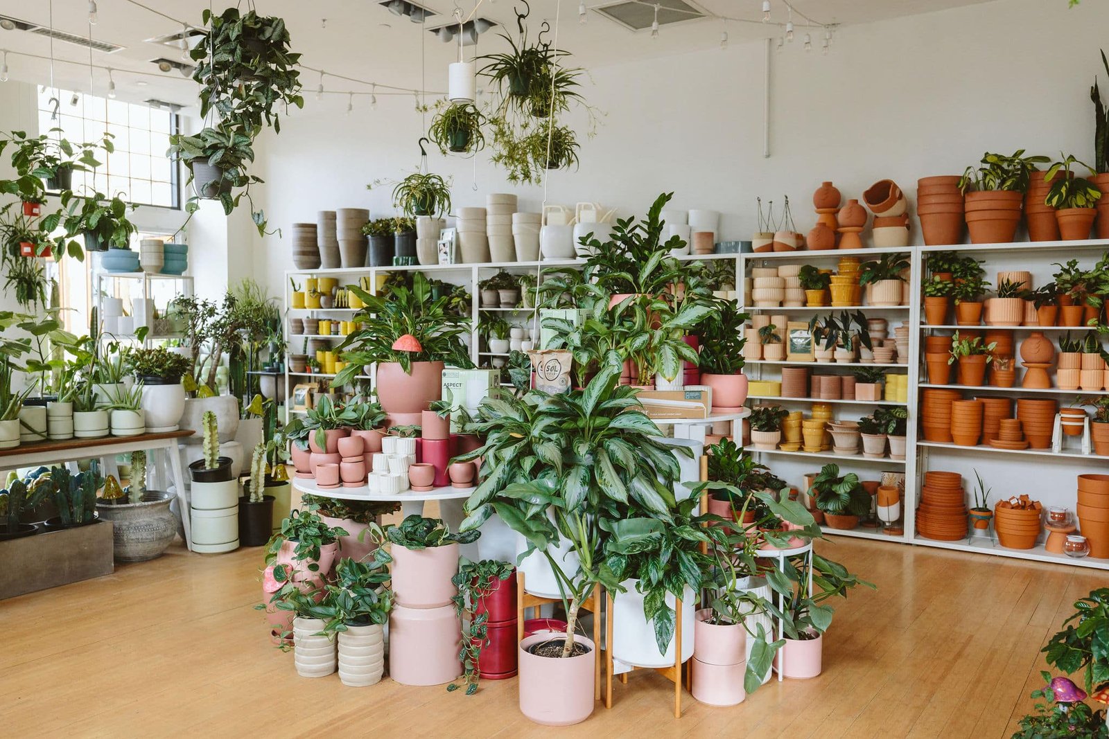 Using Grow Lights for Indoor Plants