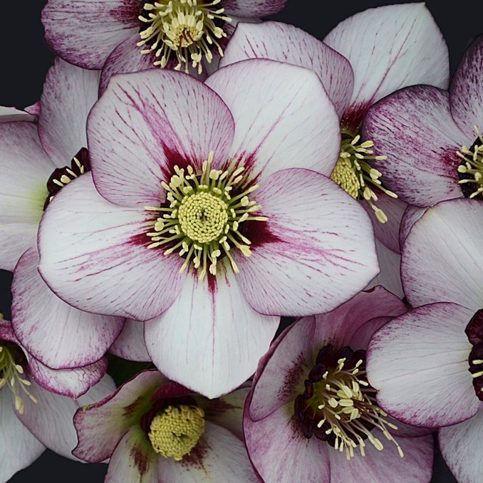 Hellebore-Honeymoon-French-Kiss_proven-winners_cropped