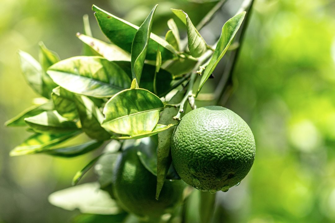 Bearss Seedless Lime Citrus Plant