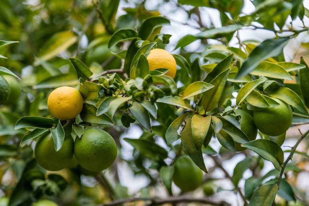 Limequat Citrus Plant