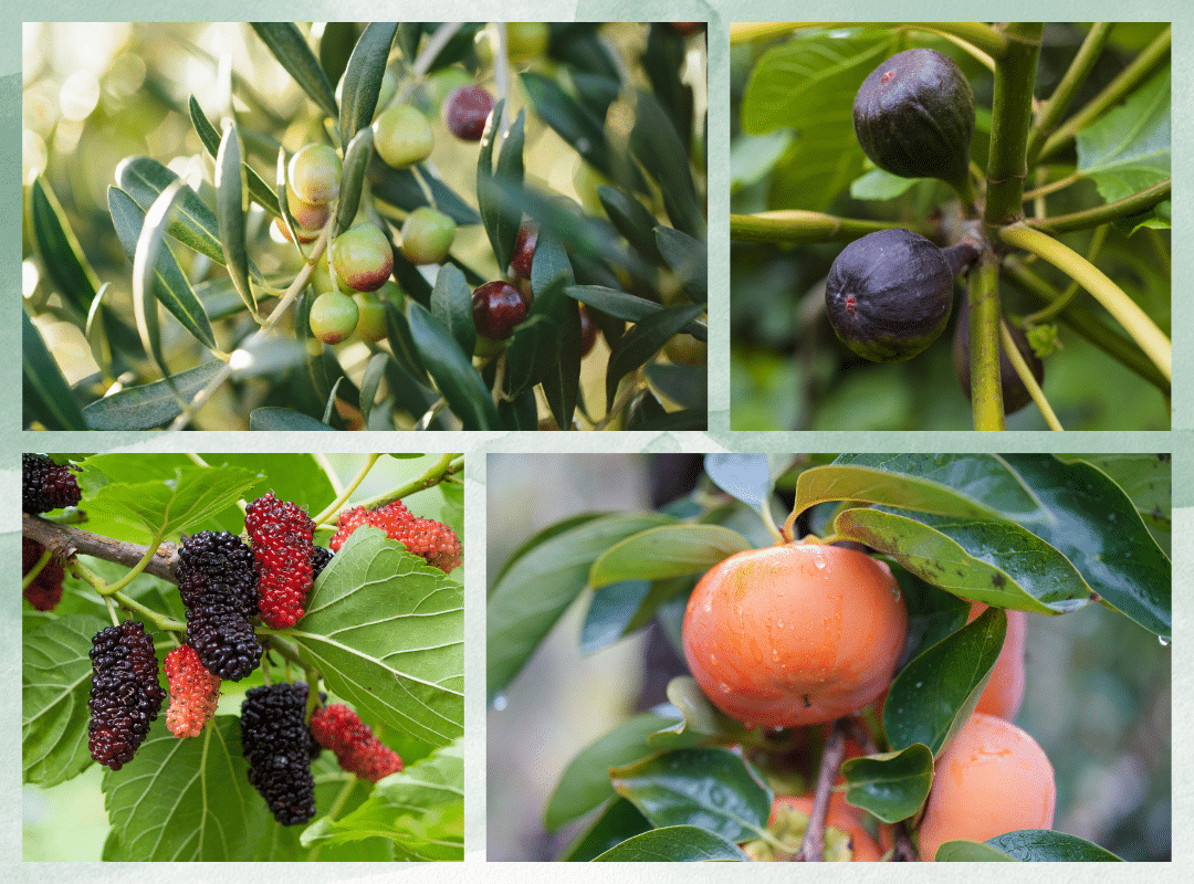 Uncommon Fruit Trees to Grow at Home
