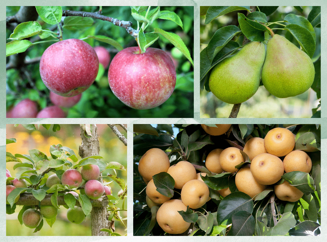 Apple & Pear Trees to Grow at Home