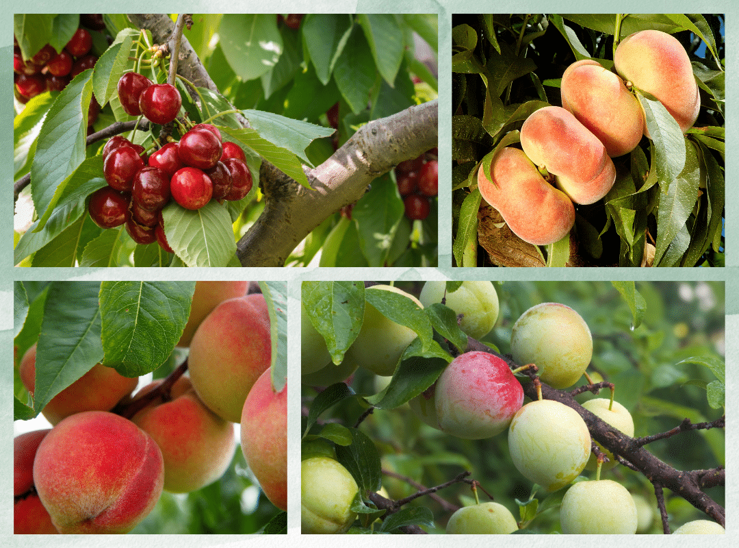 Stone Fruit Trees to Grow at Home