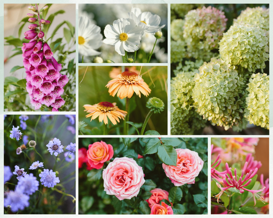 Photo Collage - 7 Best Long Blooming Cut Flowers Blog