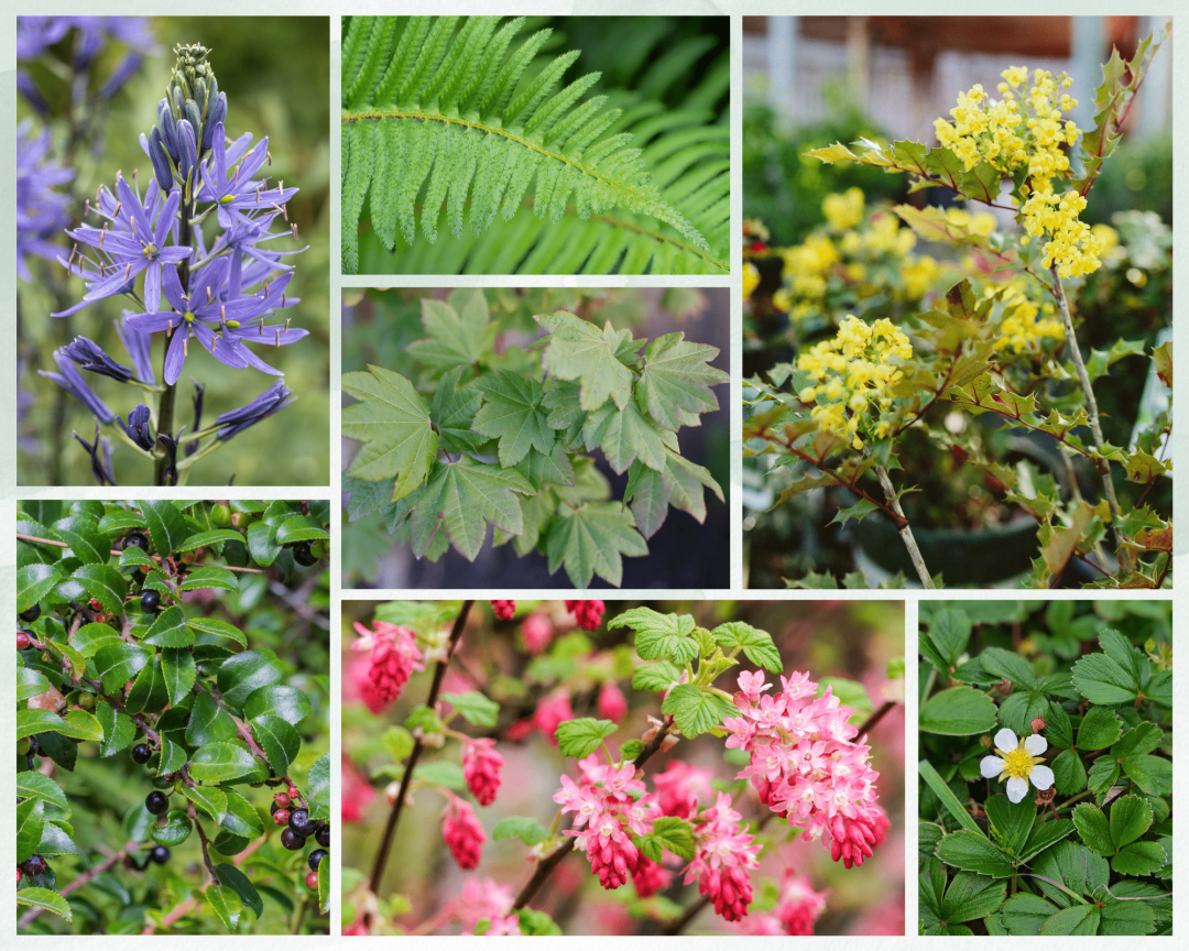 Photo Collage - 7 PNW Native Plants