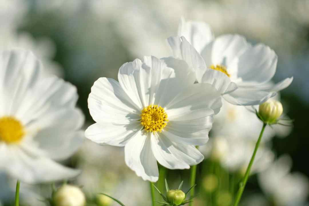 Closeup,White,Cosmos,Flowers,(cosmos,Bipinnatus),In,The,Garden Pink Cosmos Annual Flowers