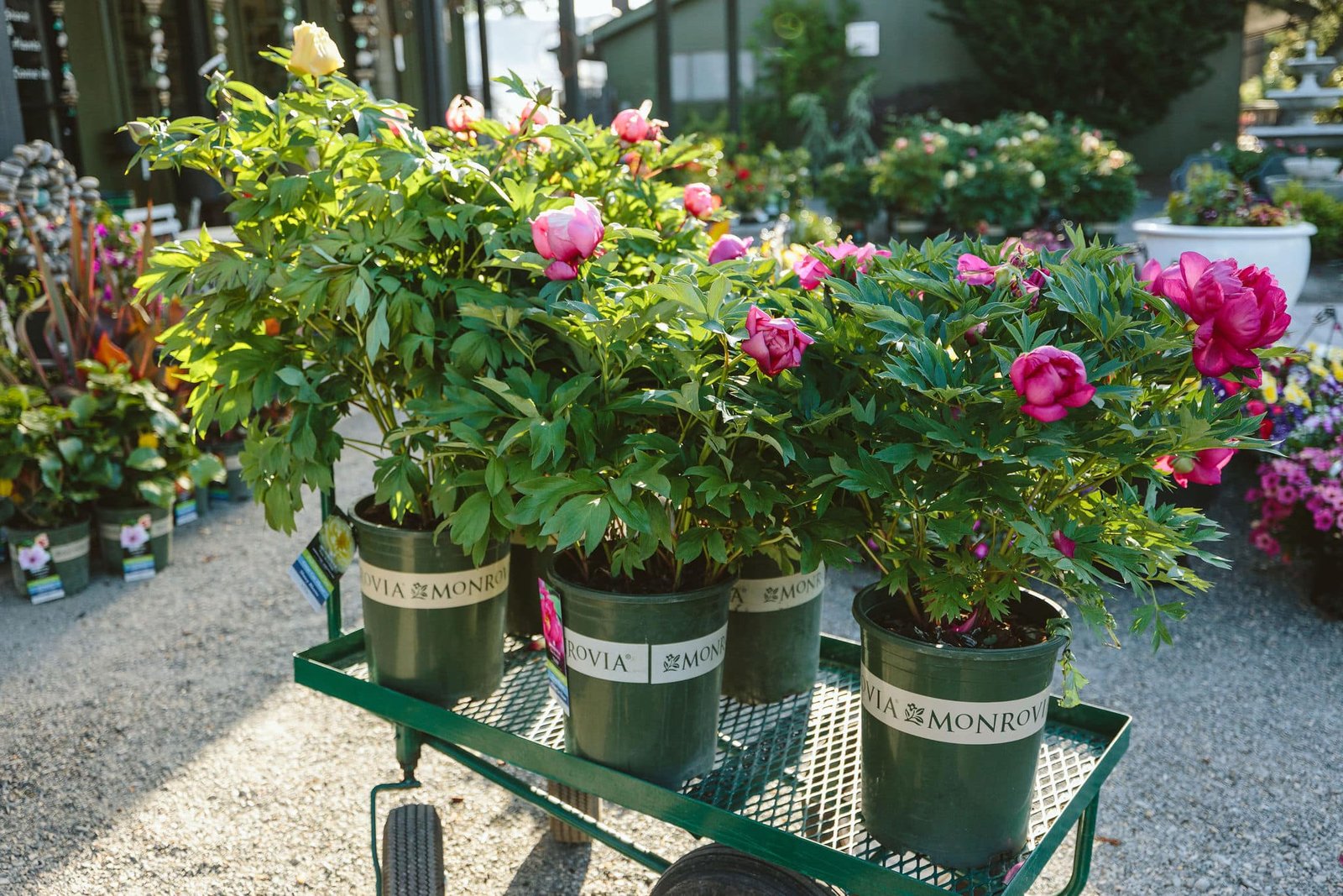 How to Grow Peonies for Beautiful Cut Flowers