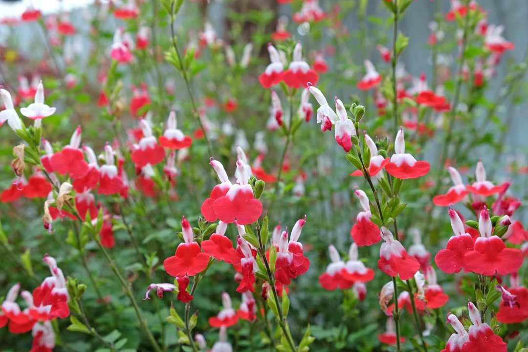 Red Salvia in bloom at Dennis' 7 Dees in Seaside, Oregon