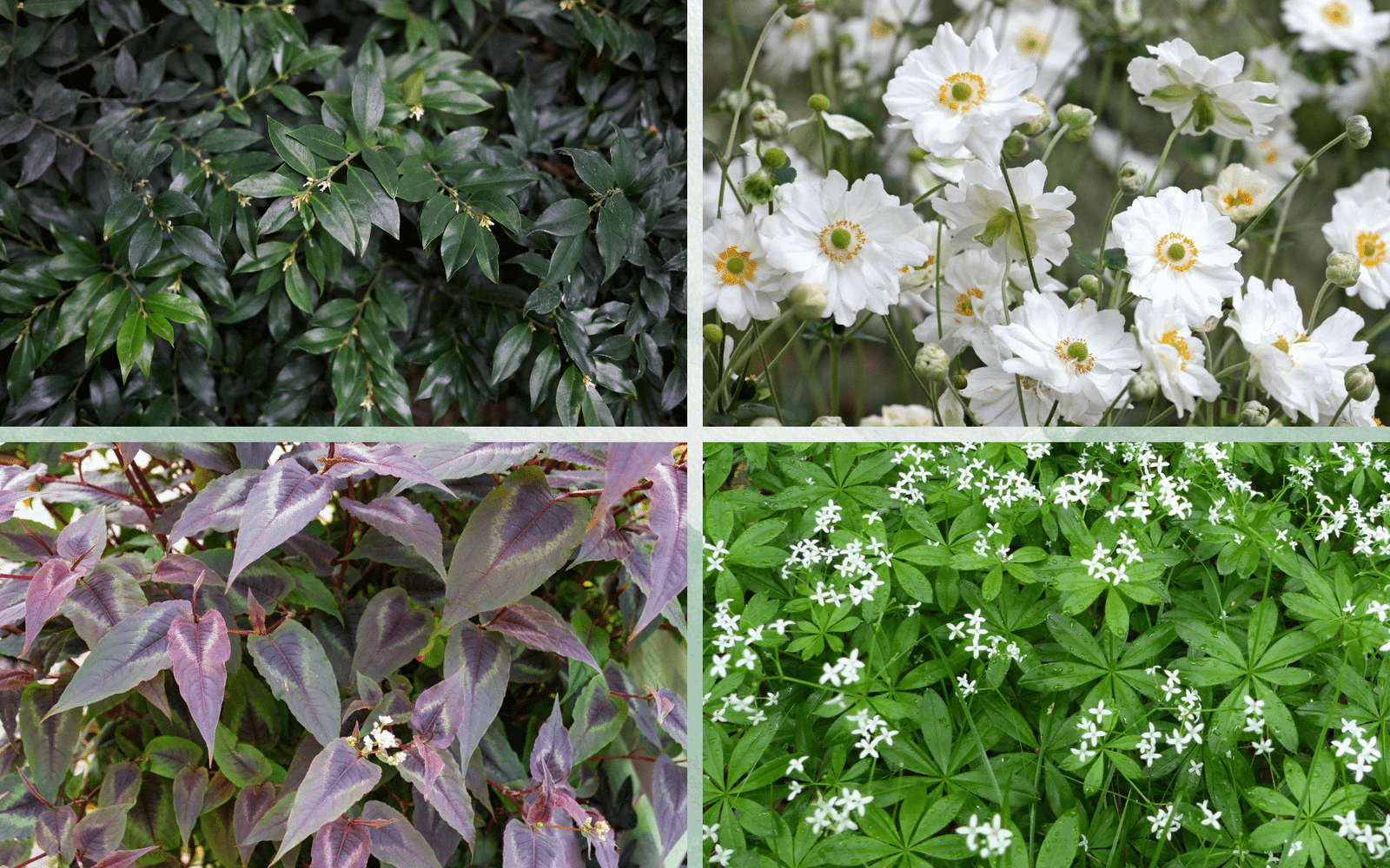 How to Garden in Shade With Afternoon Sun
