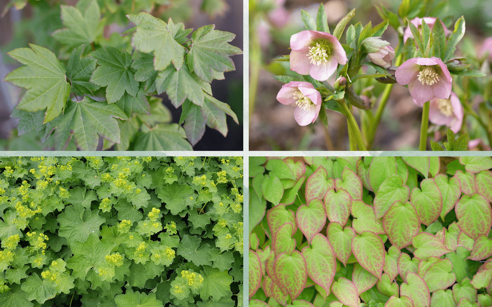 How to Garden in Dry Shade