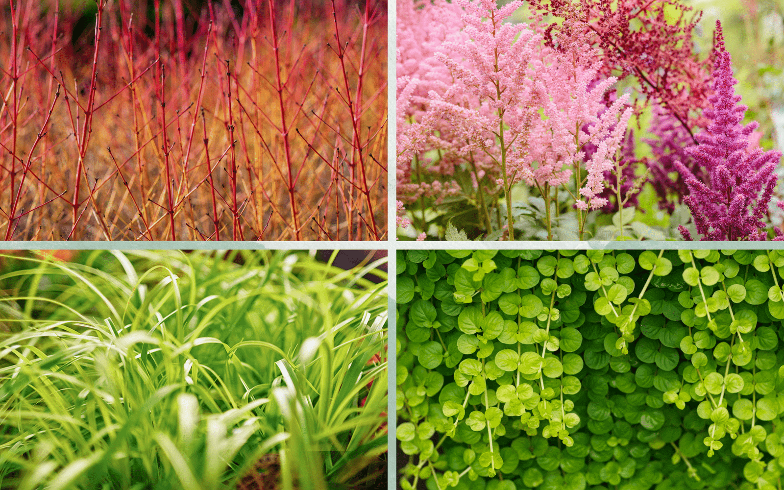 How to Garden in Wet Shade