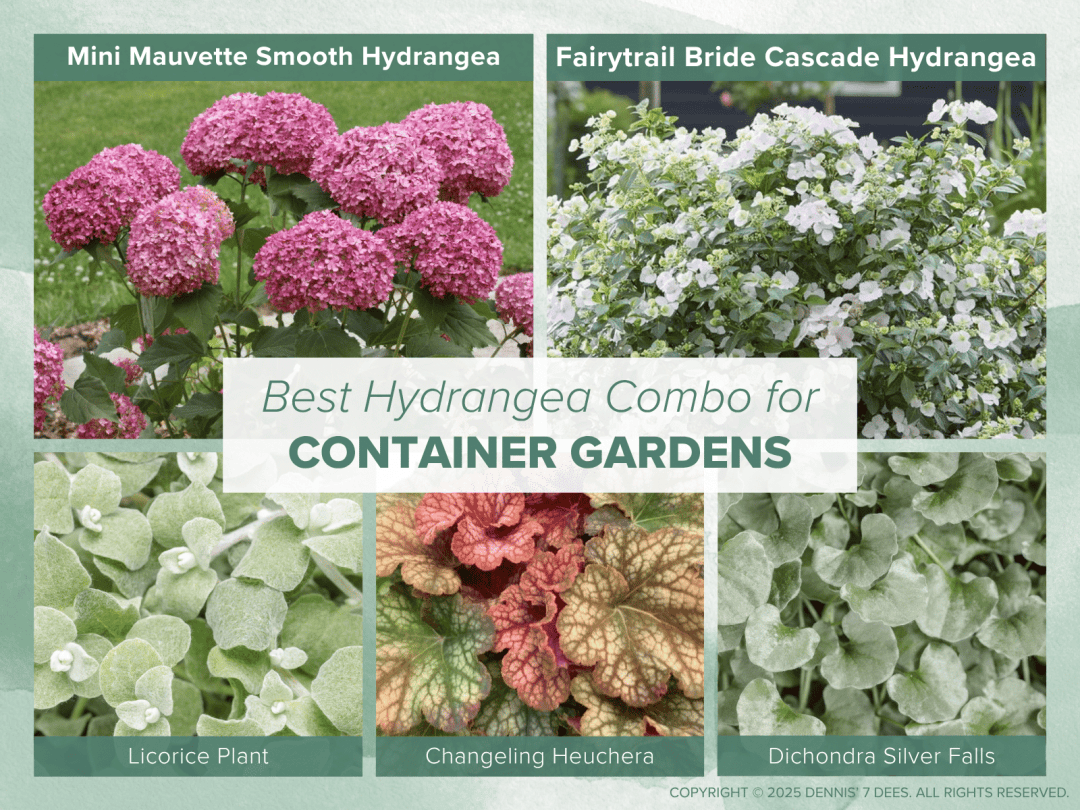 Collage Mood Board - Hydrangea Combos - Container Gardens