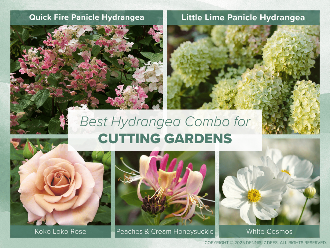 Collage Mood Board - Hydrangea Combos - Cutting Gardens