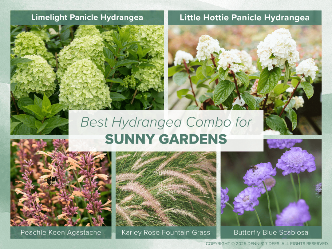 Collage Mood Board - Hydrangea Combos - Sunny Gardens