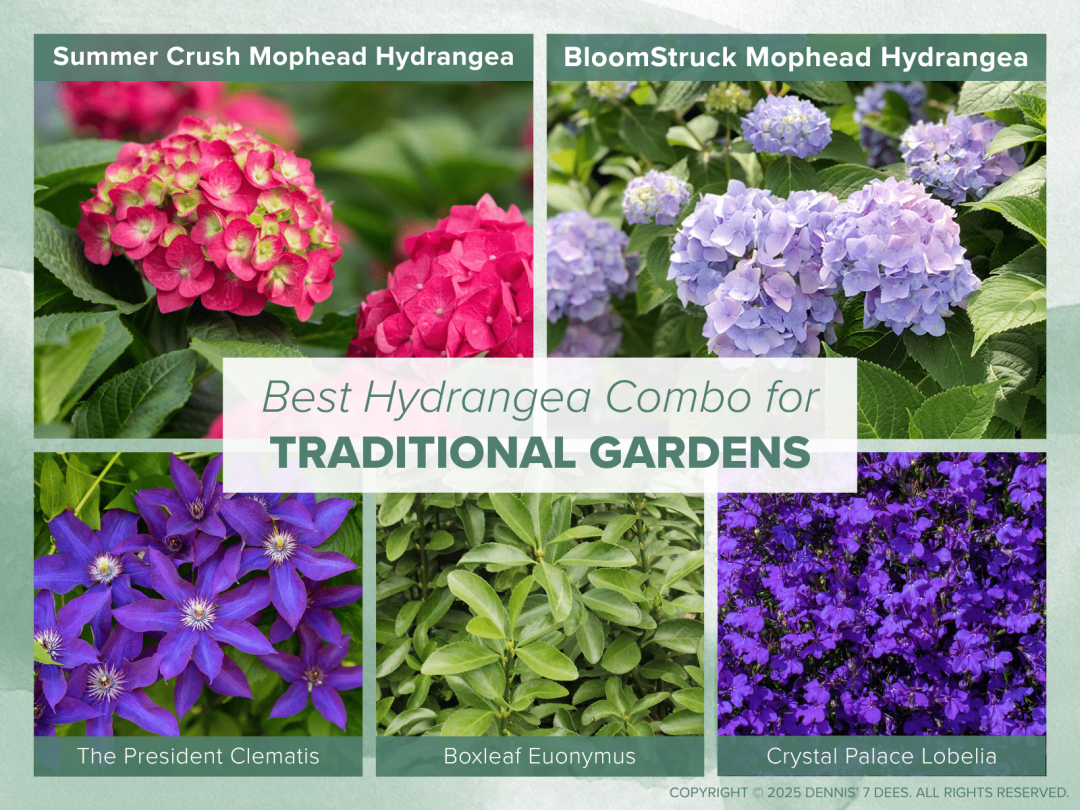 Collage Mood Board - Hydrangea Combos - Traditional Gardens