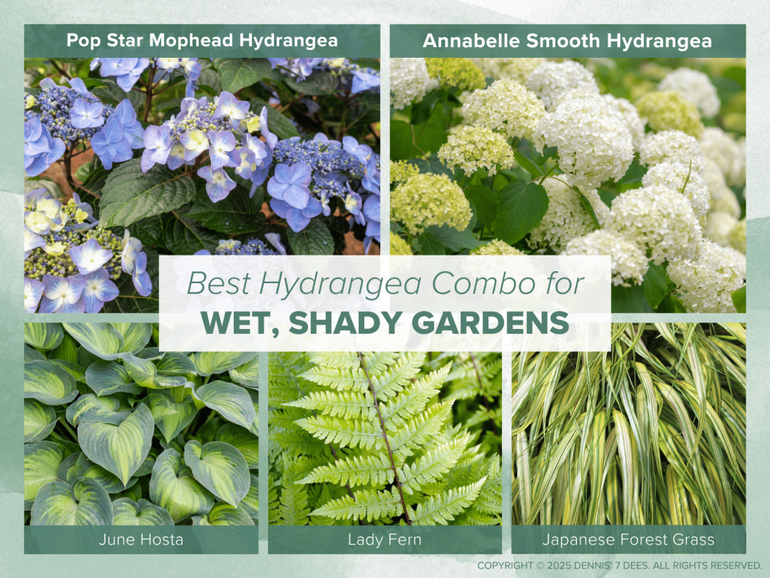 Collage Mood Board - Hydrangea Combos - Wet Shady Gardens