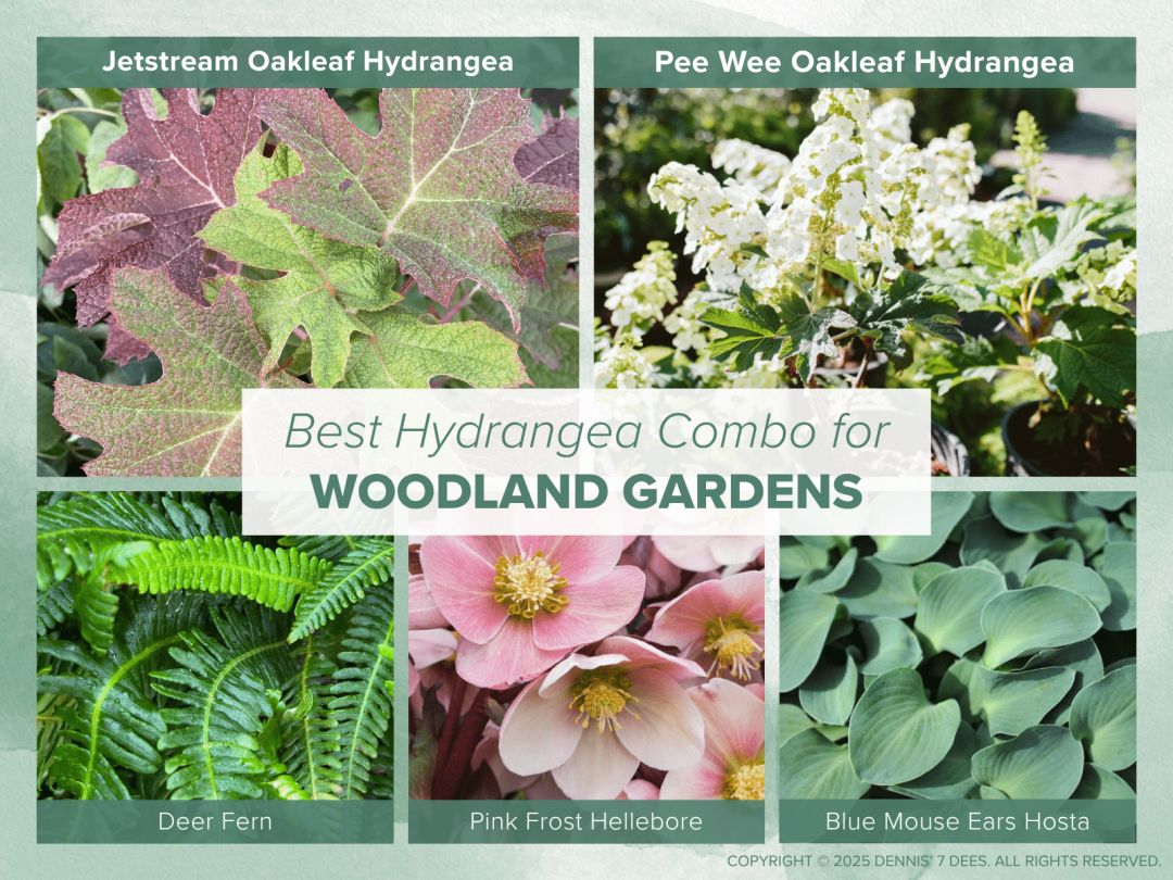 Collage Mood Board - Hydrangea Combos - Woodland Gardens