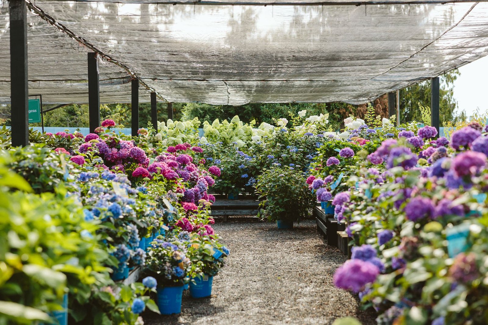 All About Hydrangeas: Varieties, Pruning & Care