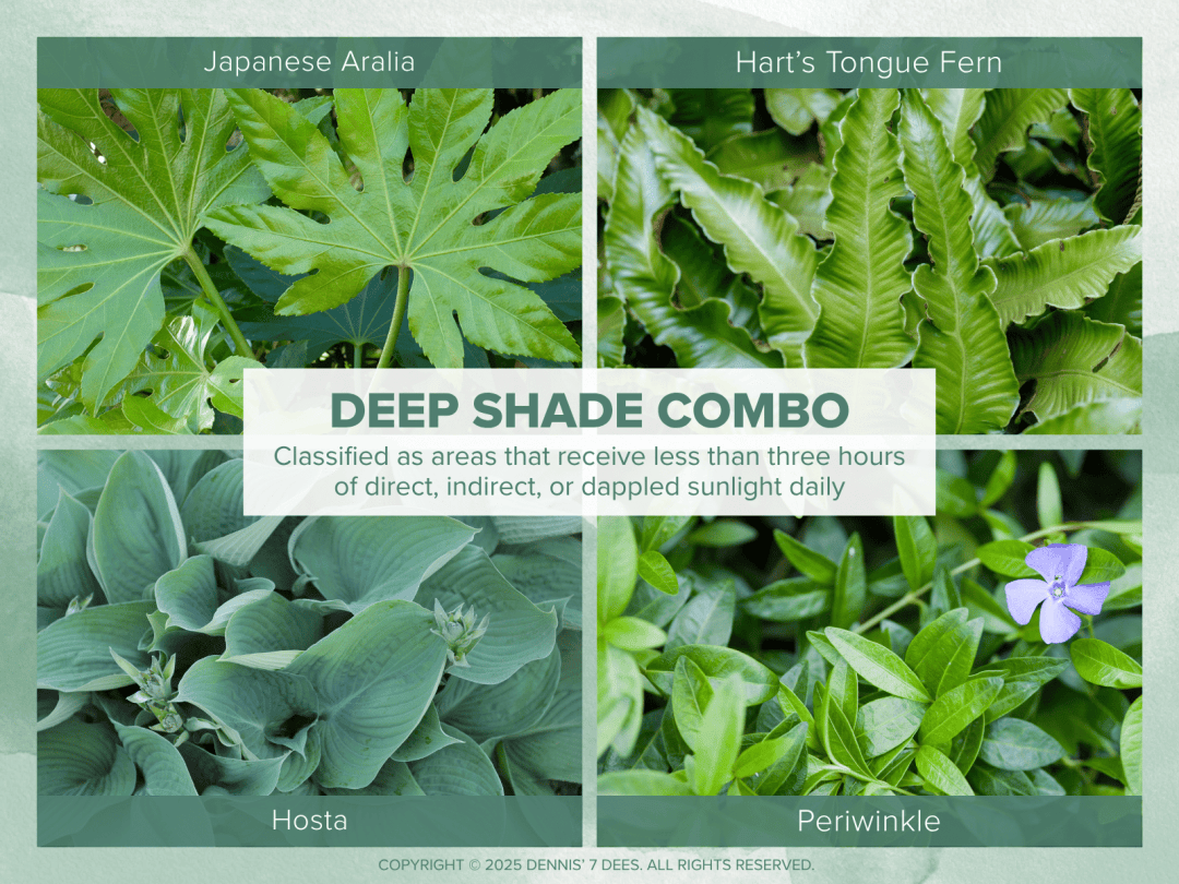 Collage Mood Board - Shade Garden Combos - Deep Shade