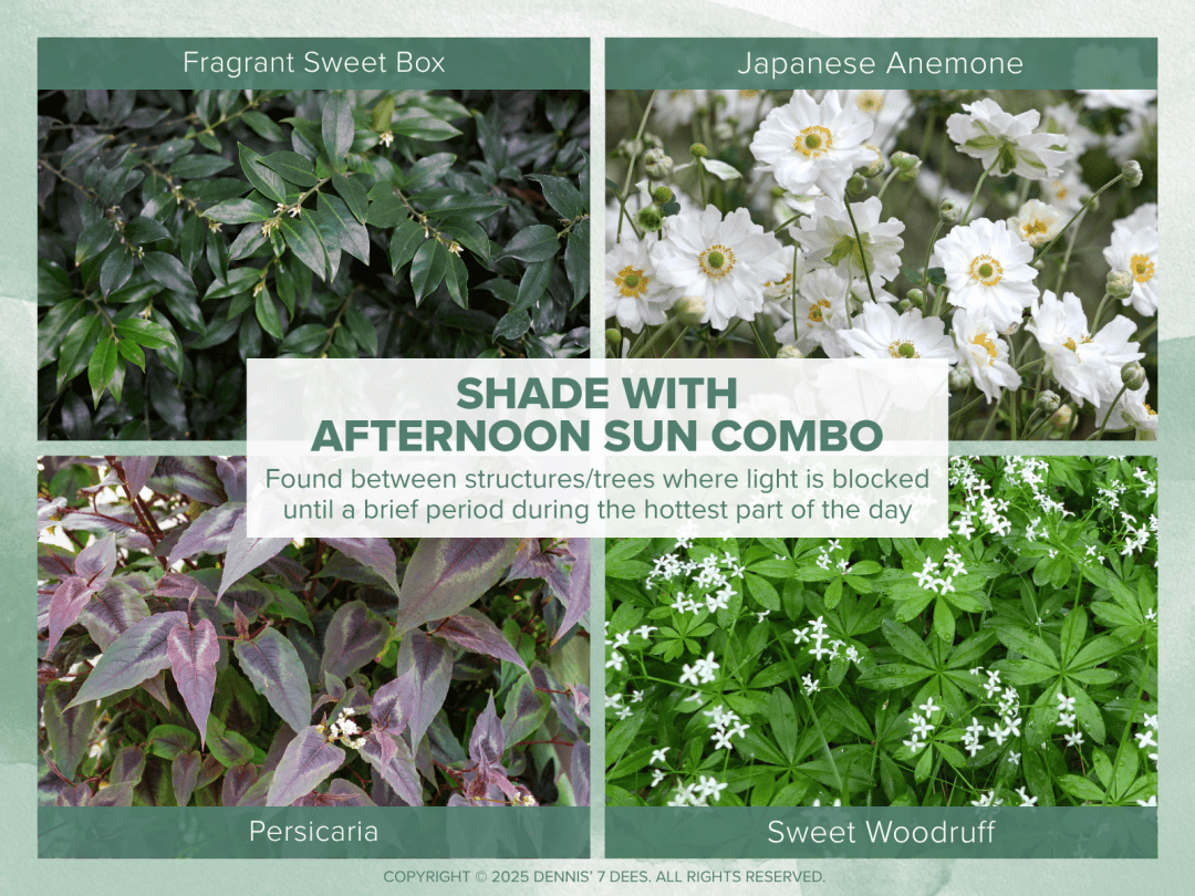 Collage Mood Board - Shade Garden Combos - Shade With Afternoon Sun