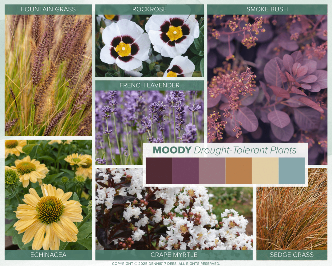 D7D Photo Collage - Drought-Tolerant Plants Moody Palette
