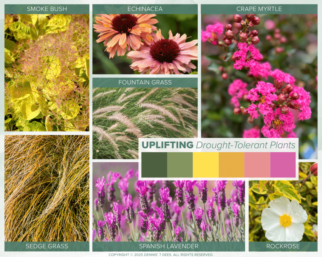 D7D Photo Collage - Drought-Tolerant Plants Uplifting Palette