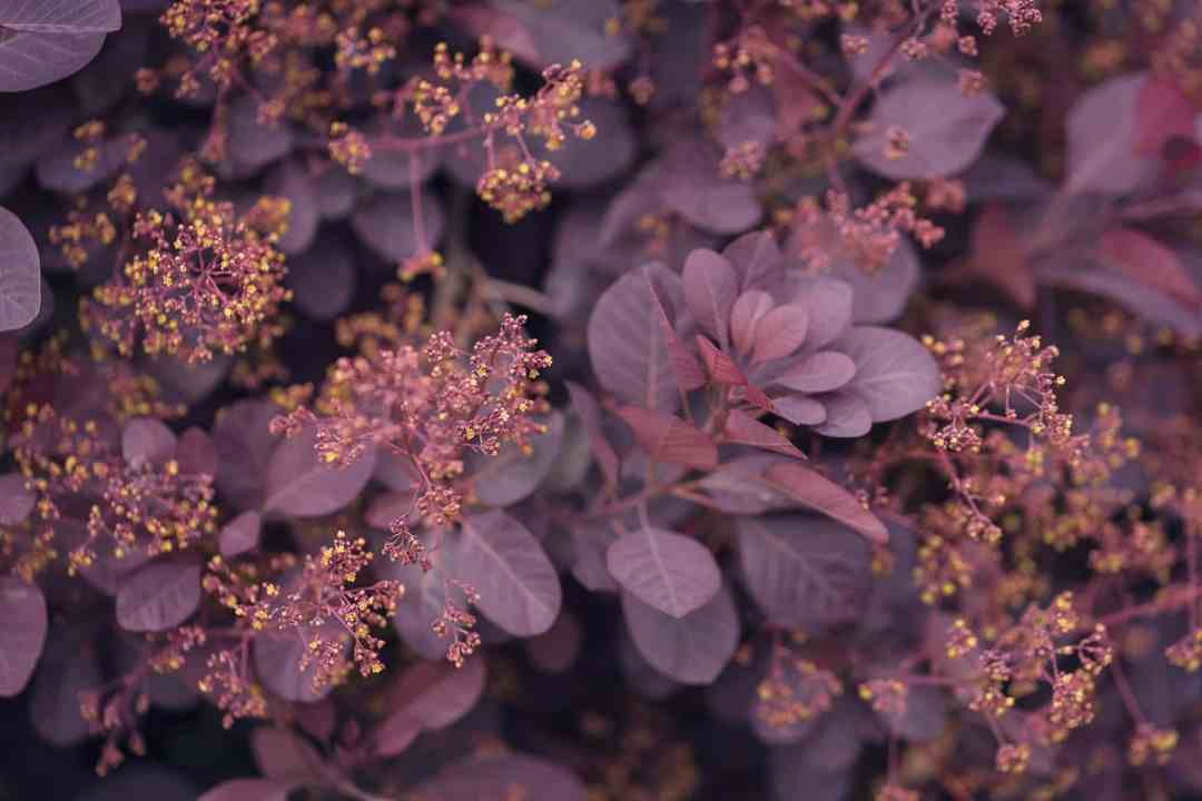 Smoke Tree Royal Purple