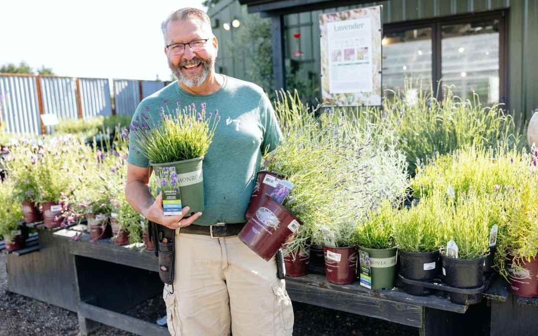 Lavender varieties held by a smiling staff member at 7 Dees Garden Center