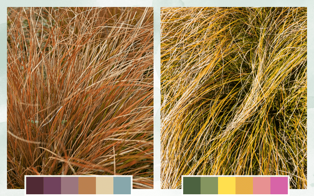 Moody + Uplifting Palette Drought-Tolerant Plants - Carex