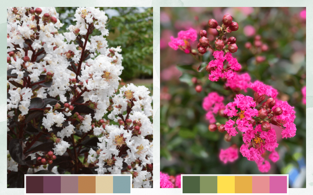 Moody + Uplifting Palette Drought-Tolerant Plants - Crape Myrtle