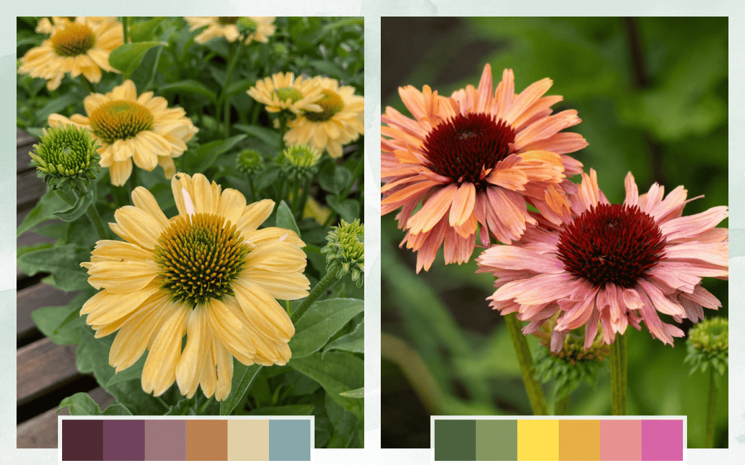 Moody + Uplifting Palette Drought-Tolerant Plants - Echinacea